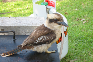 KOOKA ON THE COOKA